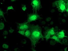 NUDT18 Antibody (clone OTI5D7)