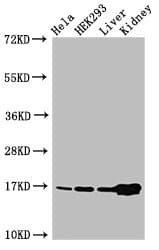 HIST1H3A Antibody