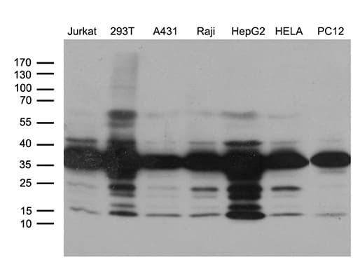 PITPNB Antibody (clone OTI5B10, Carrier-free)
