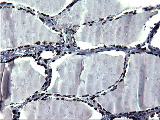 Monoclonal Mouse anti-Human ARNTL / BMAL1 Antibody (clone OTI1H6, IHC, WB)