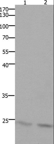 HMGB3 Antibody