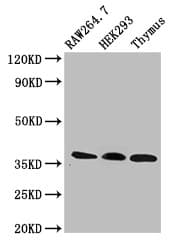 SLIM / FHL1 Antibody
