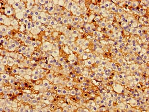 PTTG1IP / PBF Antibody