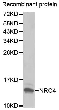 NRG4 Antibody