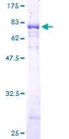 Human PGCP / Aminopeptidase Protein (Recombinant GST)