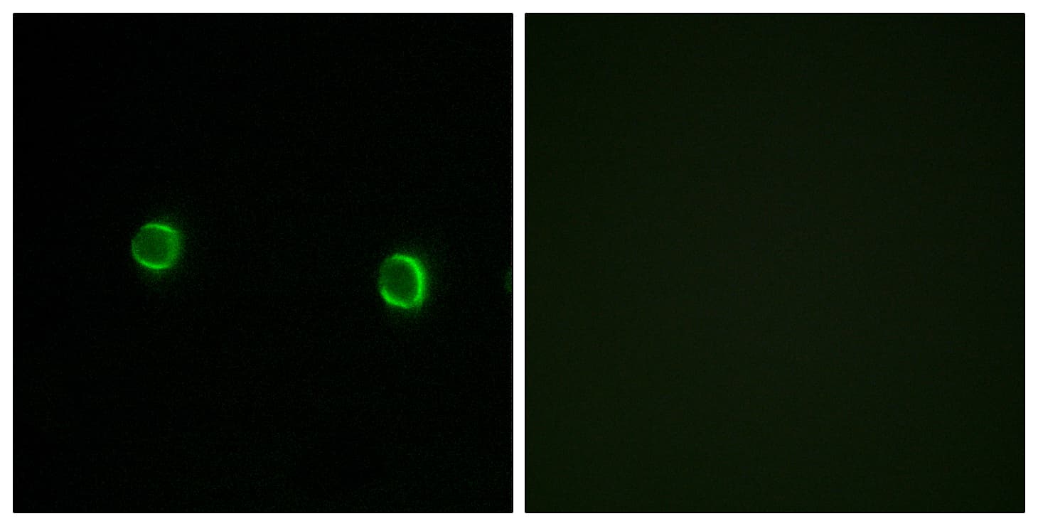 OR5AS1 Antibody (aa61-110)