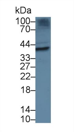 TOR1B / Torsin B Antibody (aa98-327)