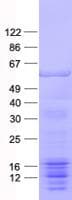 Human GORASP2 / GRASP55 Protein (Recombinant His, N-Terminal)