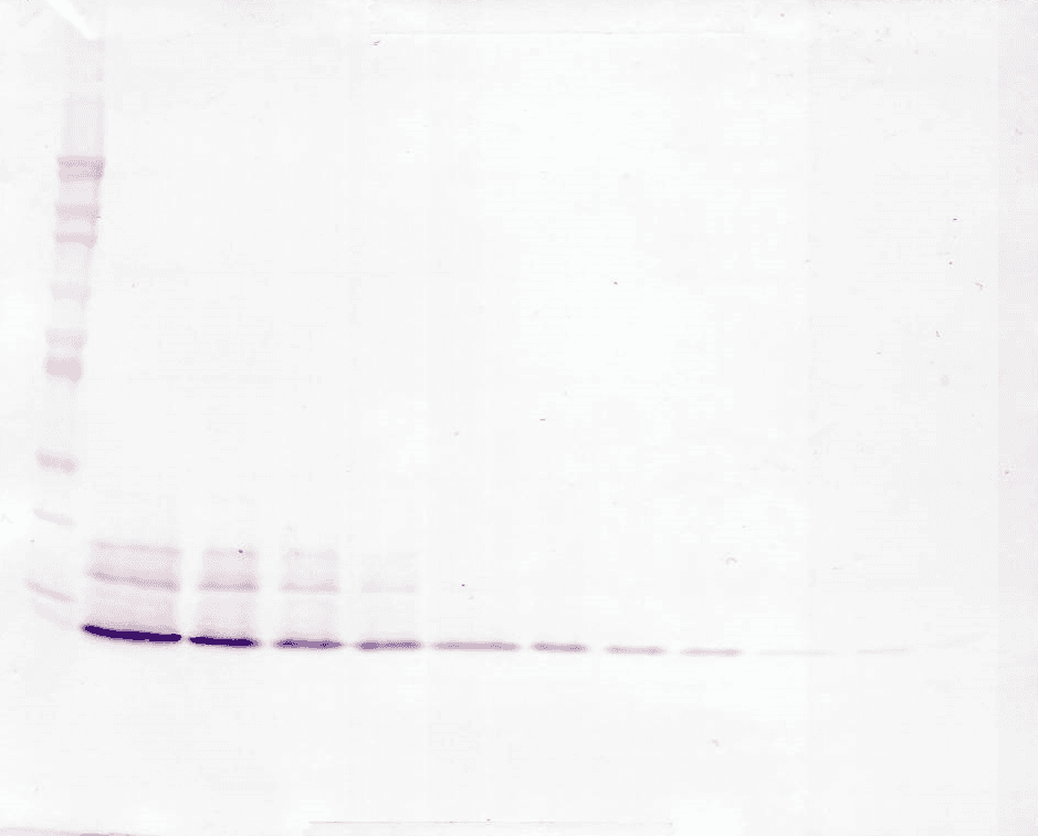 IL8 / Interleukin 8 Antibody