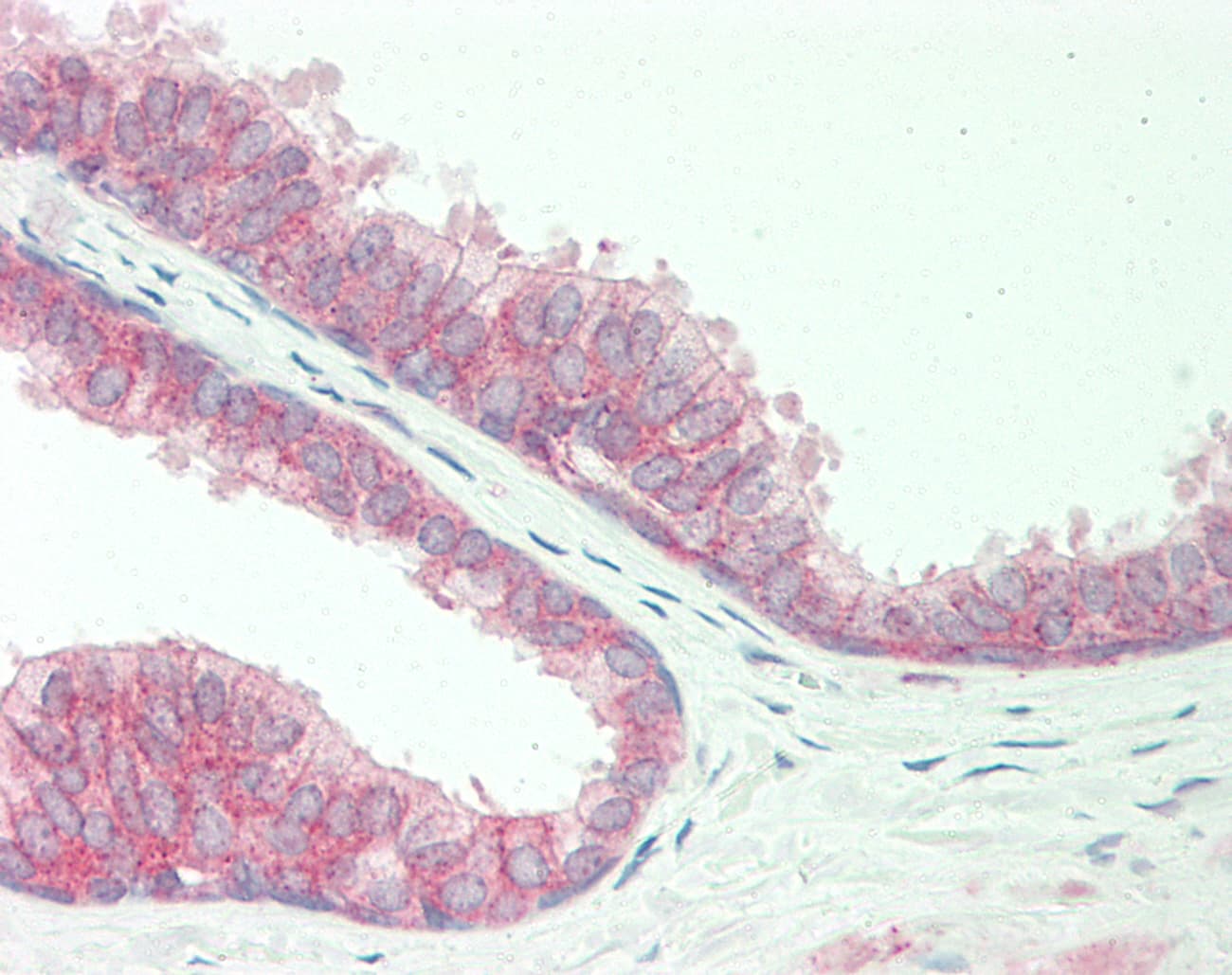 ENDOD1 Antibody (aa253-302)