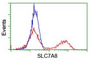 IHC-plus™ SLC7A8 / LAT2 Antibody (clone 7C2)
