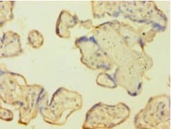 CASP1 / Caspase 1 Antibody