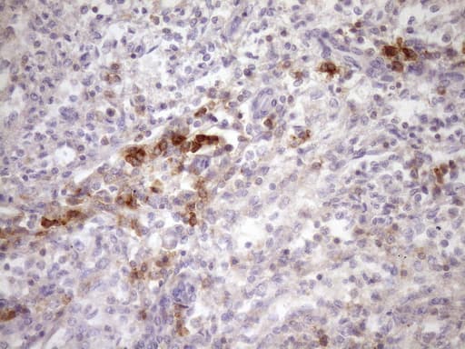 Monoclonal Mouse anti-Human SLAMF7 / CRACC Antibody (clone OTI3B3, IHC, WB)