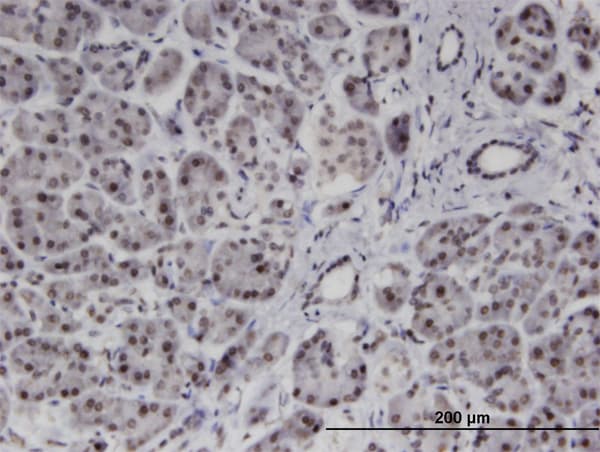 PMFBP1 Antibody (clone 4G9)