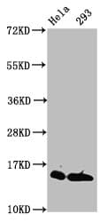 Polyclonal Rabbit anti-Human HIST1H2AI Antibody (IF)