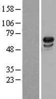 USP39 Protein (Over-Expression Lysate Myc-DDK (Flag))