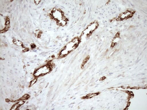 Monoclonal Mouse anti-Human ASPDH Antibody (clone OTI4G8, Carrier-free, IHC)