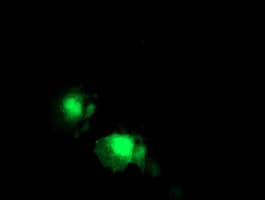 TP73-AS1 / KIAA0495 Antibody (clone OTI2B9)