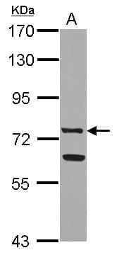 LF / LTF / Lactoferrin Antibody