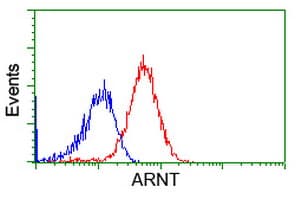 ARNT / HIF-1-Beta Antibody (clone OTI2C7)