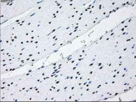 Monoclonal Mouse anti-Human ID3 Antibody (clone OTI15F4, IHC, IF, WB)