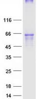 Human OPRM1 / Mu Opioid Receptor Protein (Recombinant Myc-DDK (Flag))