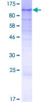 Human PGBD3 Protein (Recombinant GST)