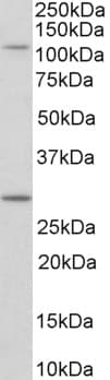 IHC-plus™ MYO1H Antibody (aa1002-1014)