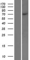 MPP4 / Discs Large Homolog 6 Protein (Over-Expression Lysate Myc-DDK (Flag))