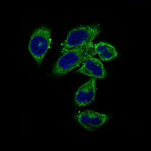 NCLN Antibody (aa249-405, clone 9C8G10)