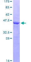 Human ILEI / FAM3C Protein (Recombinant GST)