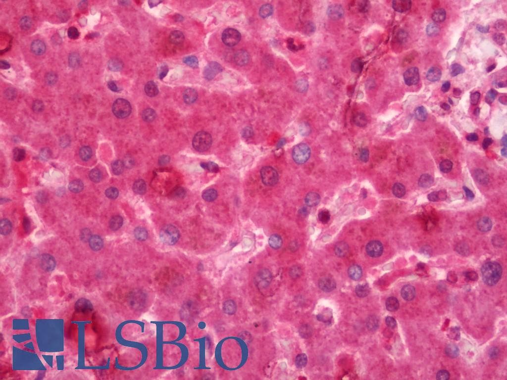 IHC-plus™ NUMB Antibody (clone 5A9)