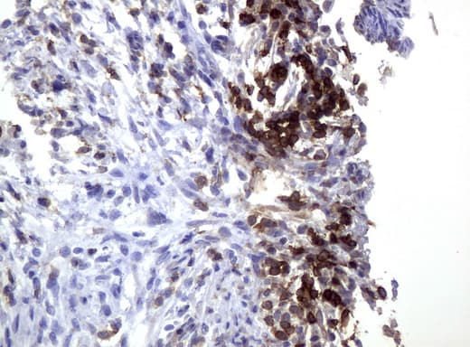 Monoclonal Mouse anti-Human CD3E Antibody (clone UMAB54, IHC, IF, WB)
