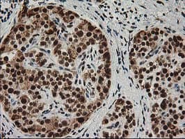 ERCC4 / XPF Antibody (clone OTI4E11)