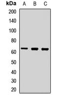 PINK1 Antibody