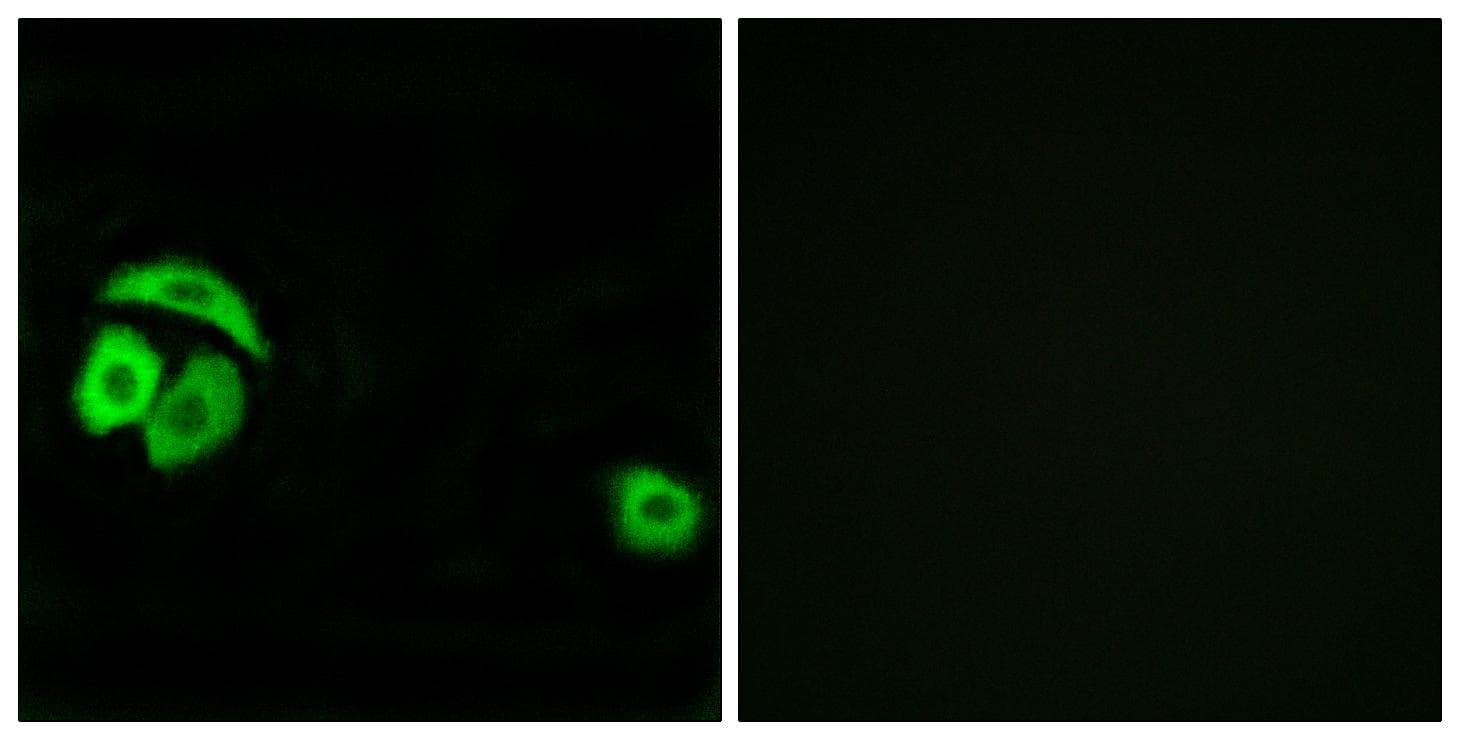 RPL27A Antibody