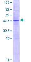 Human DNAJC5G Protein (Recombinant GST)