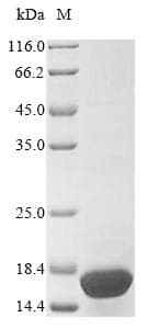 Crab-eating macaque SNCG / Gamma-Synuclein Protein (Recombinant)