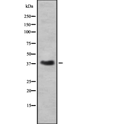 RNLS / Renalase Antibody