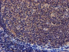 PYCRL Antibody (clone OTI3E1, Carrier-free)
