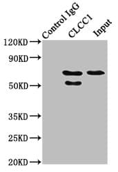CLCC1 Antibody