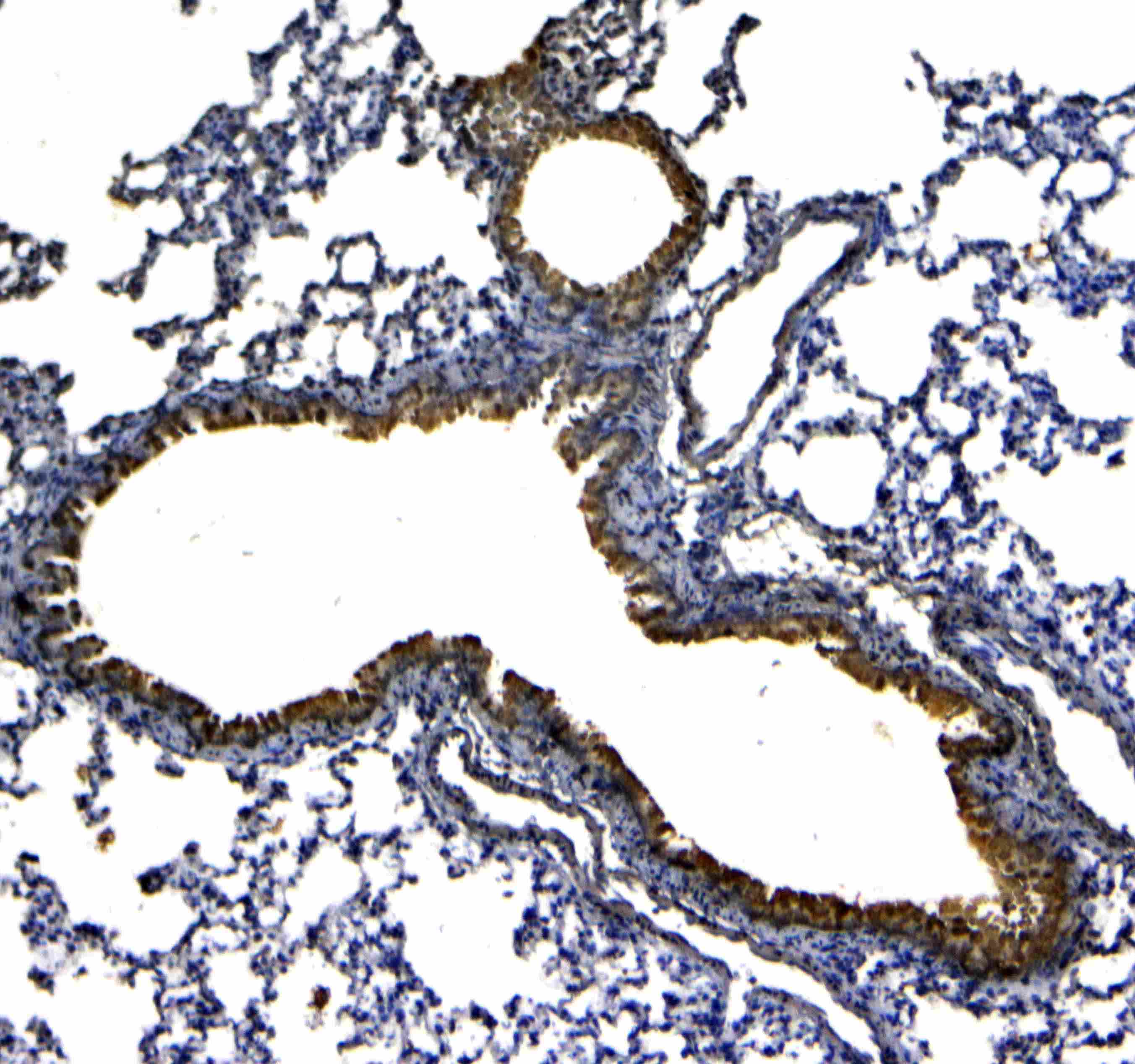 SCGB1A1 / Uteroglobin Antibody