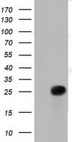 RIT2 / RIN Antibody (clone OTI4B5, Carrier-free)