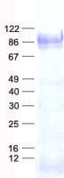 Human SP1 Protein (Recombinant His, N-Terminal)