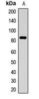 ACO2 / Aconitase 2 Antibody