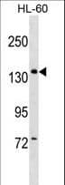 Polyclonal Rabbit anti-Human PWP2H / PWP2 Antibody (aa567-596, WB)