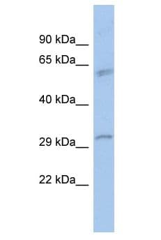 BANP Antibody (aa10-59)