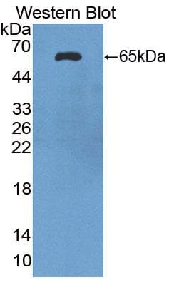 OGG1 Antibody (aa31-345, HRP)