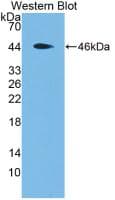 MBP Antibody (clone C3, Cy3)
