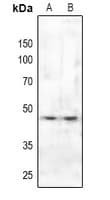 SMAD3 Antibody